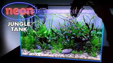 how to set up a tank for neon tetras img