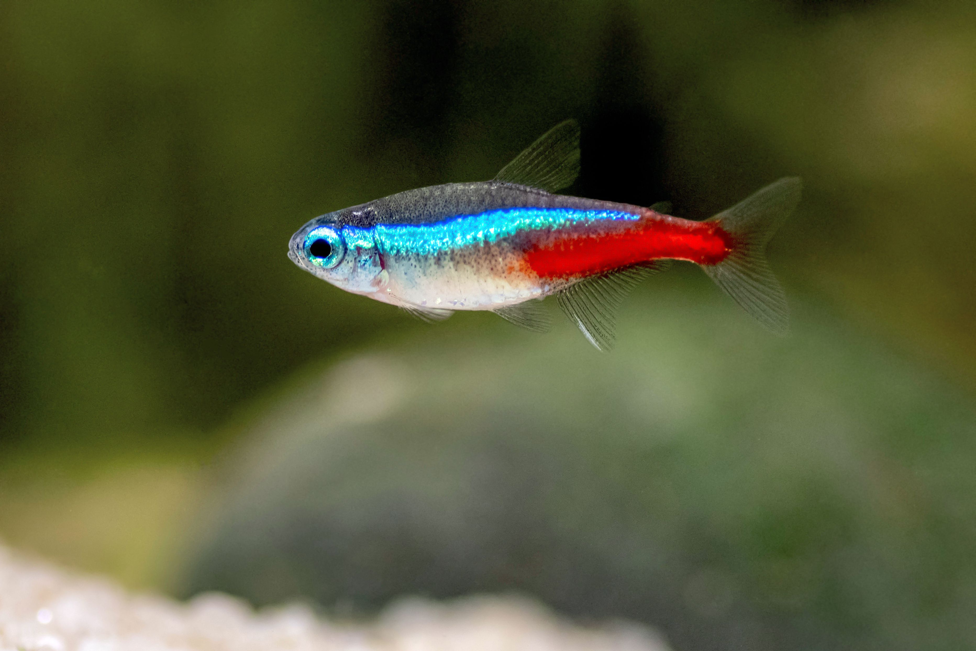 neon tetra paracheirodon 1381835 hero 2cc17d27c90d4215bfe4deeeab03e0a5